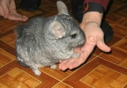 Шиншиллы