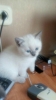 Котенок мальчик шотландский прямоухий