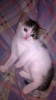 Отдам котенка
