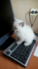 Котенок мальчик шотландский прямоухий