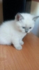 Котенок мальчик шотландский прямоухий