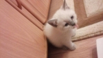 Котенок мальчик шотландский прямоухий