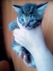 Котёнок