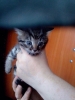 Котёнок