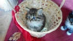 Отдам котят бесплатно