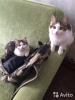 Отдам в хорошие руки котиков