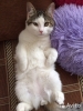 Отдам в хорошие руки котиков