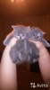 Продаются шотландские котята
