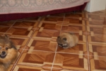 Померанский шпиц
